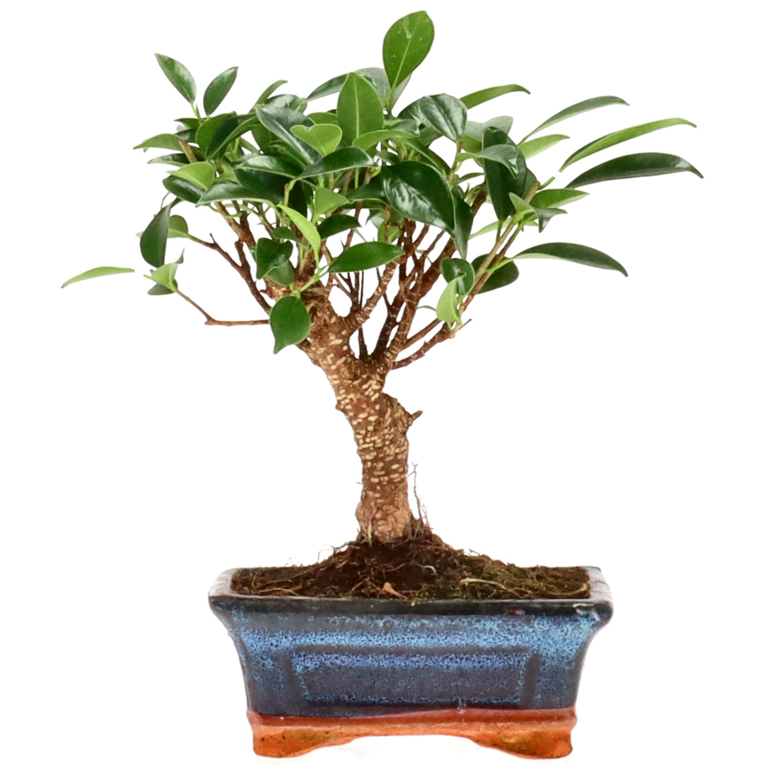 Indian Laurel, approx. 8 y. (19 cm)