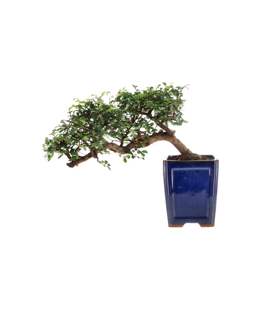 Chinese elm, approx. 12 y. (22 cm)