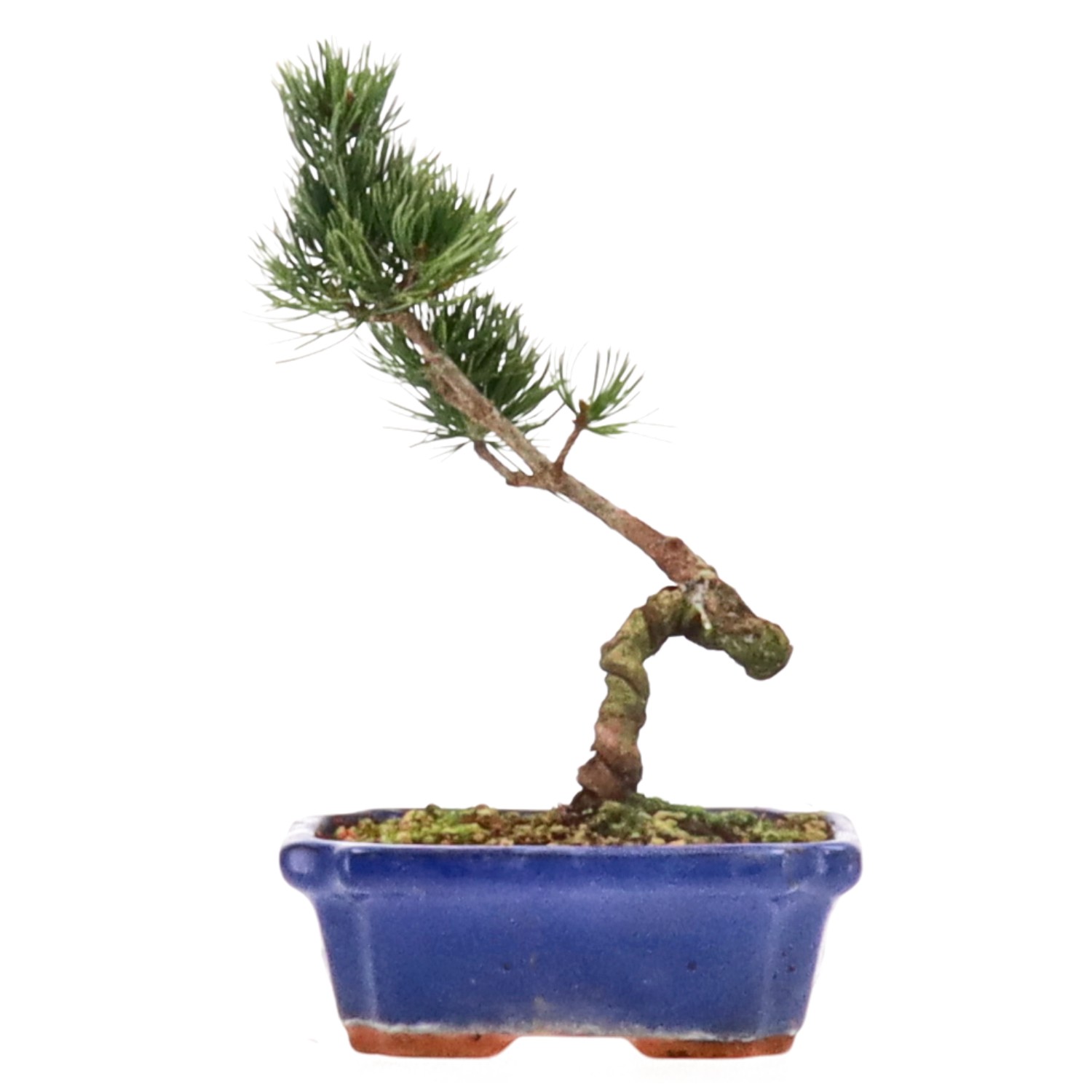 Japanese white pine, approx. 10 y. (25 cm)