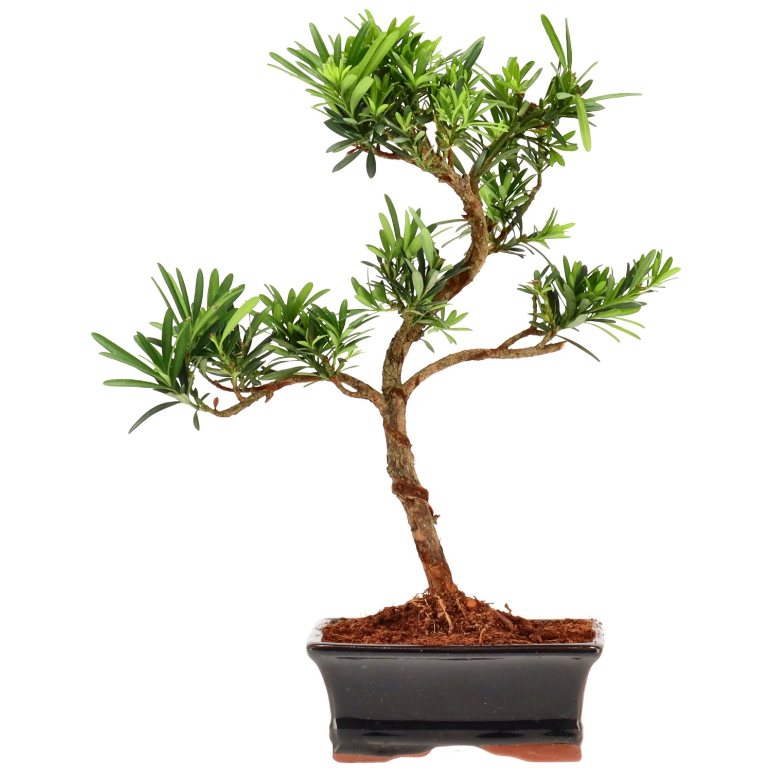 Buddhist pine, approx. 7 y. (30 cm)