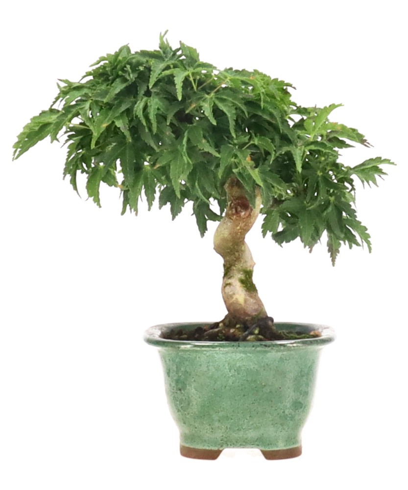 Acer palm. Shishigashira, env. 16 ans (16 cm)
