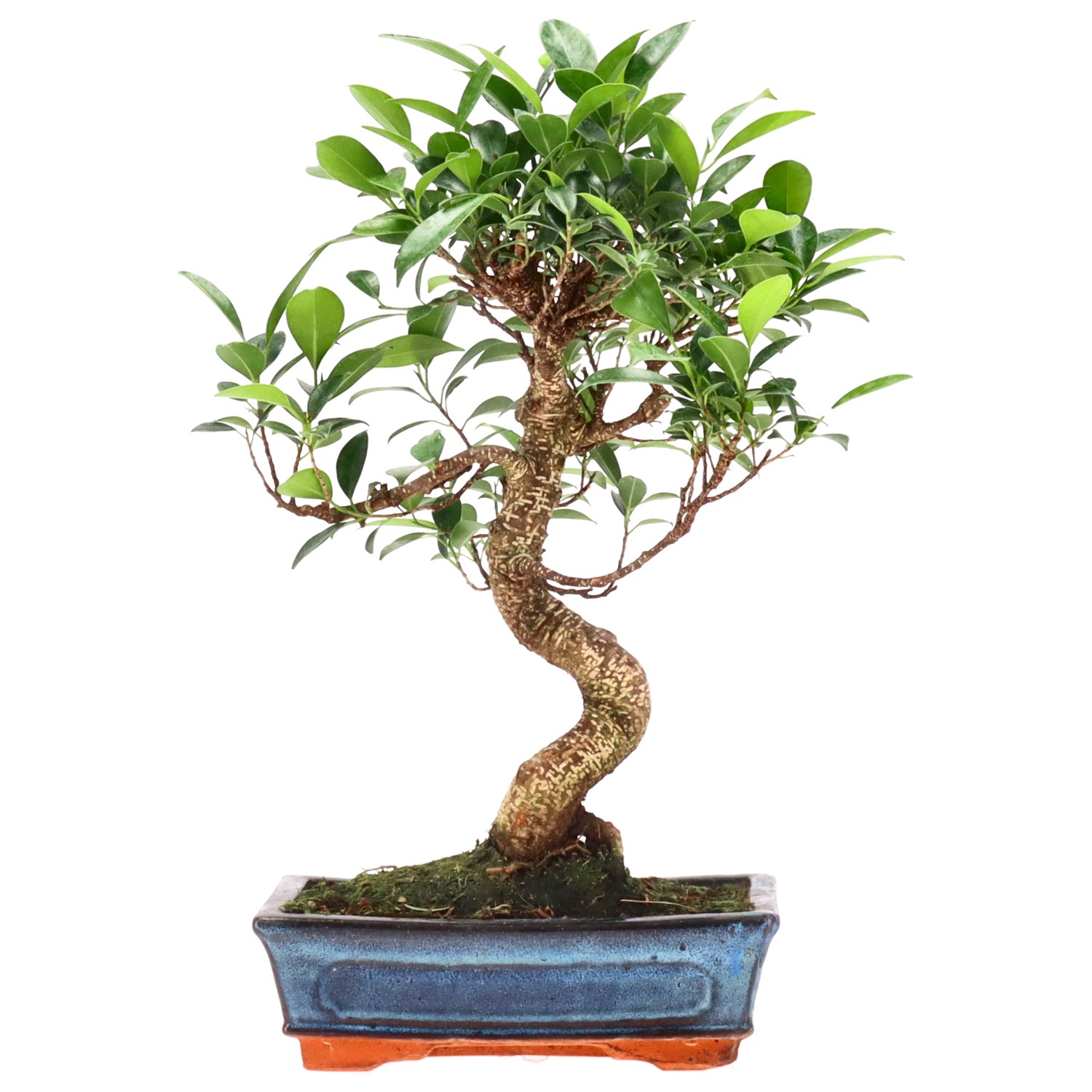 Indian Laurel, approx. 12 y. (34 cm)