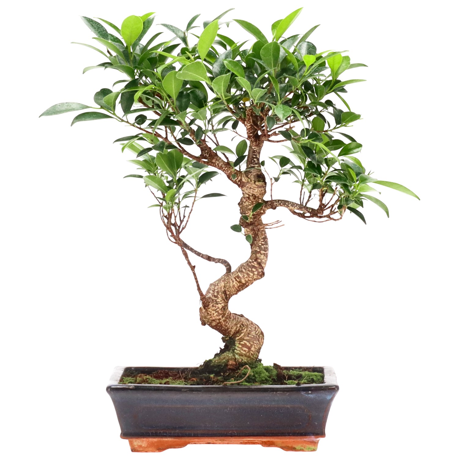 Ficus Retusa, env. 12 ans (38 cm)