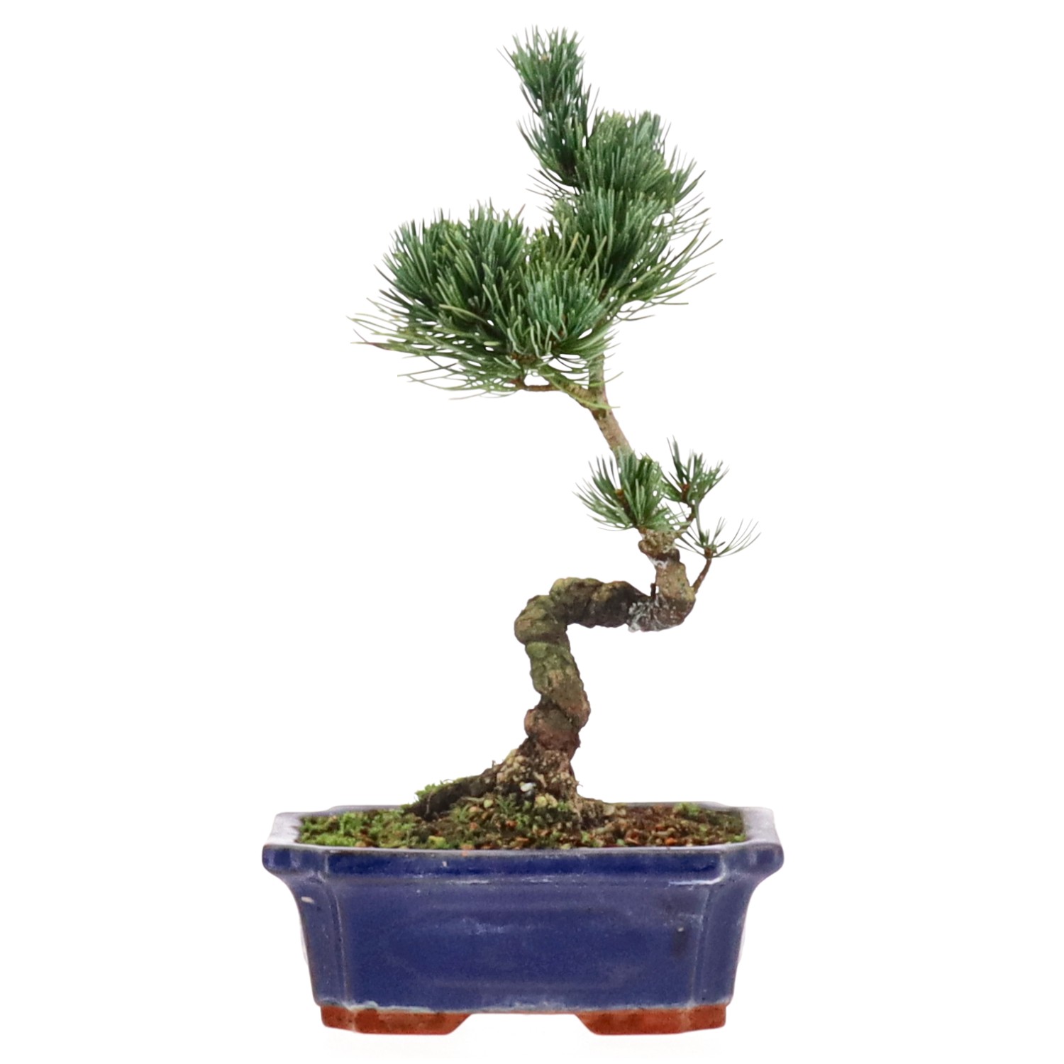 Japanese white pine, approx. 11 y. (27 cm)