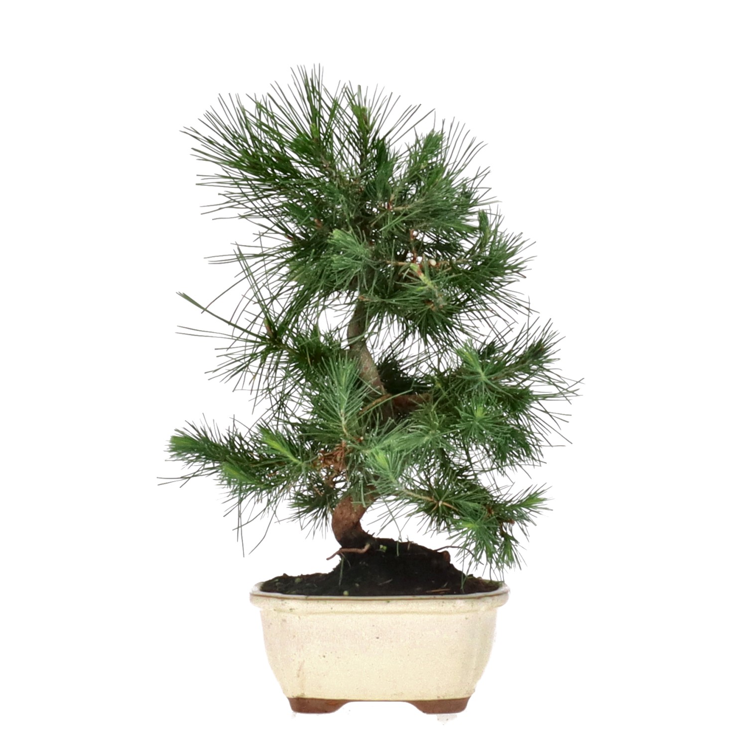 Aleppo Pine, ca. 8 y. (30 cm)