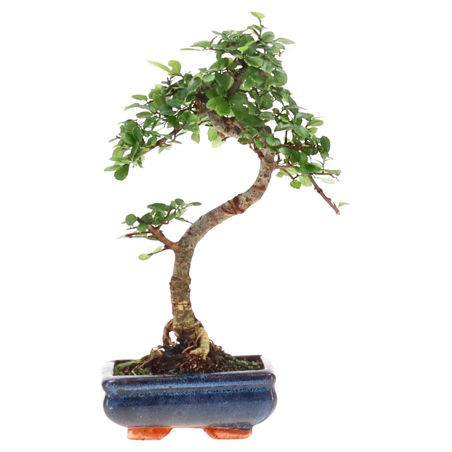 Chinese elm, approx. 7 y. (29 cm)