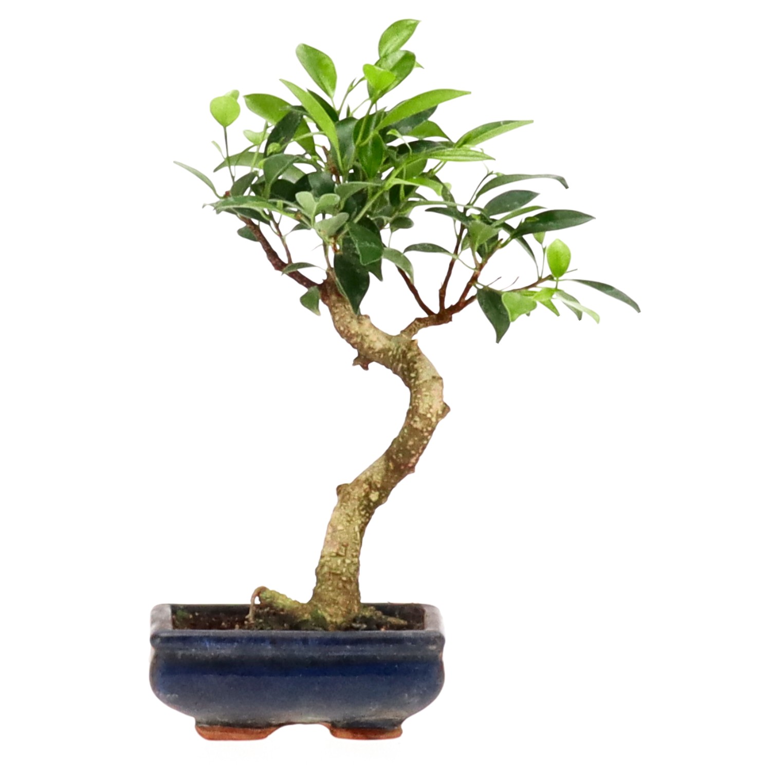 Indian Laurel, approx. 7 y. (25 cm)