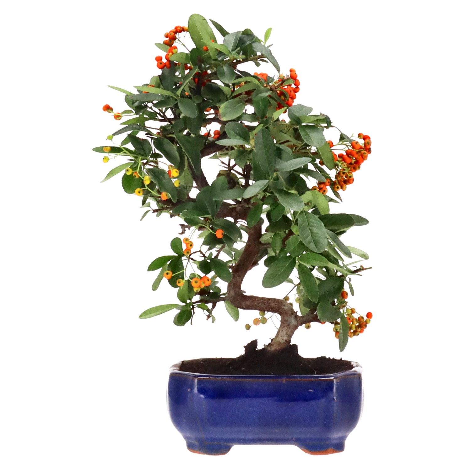 Firethorn, approx. 7 y. (28 cm)