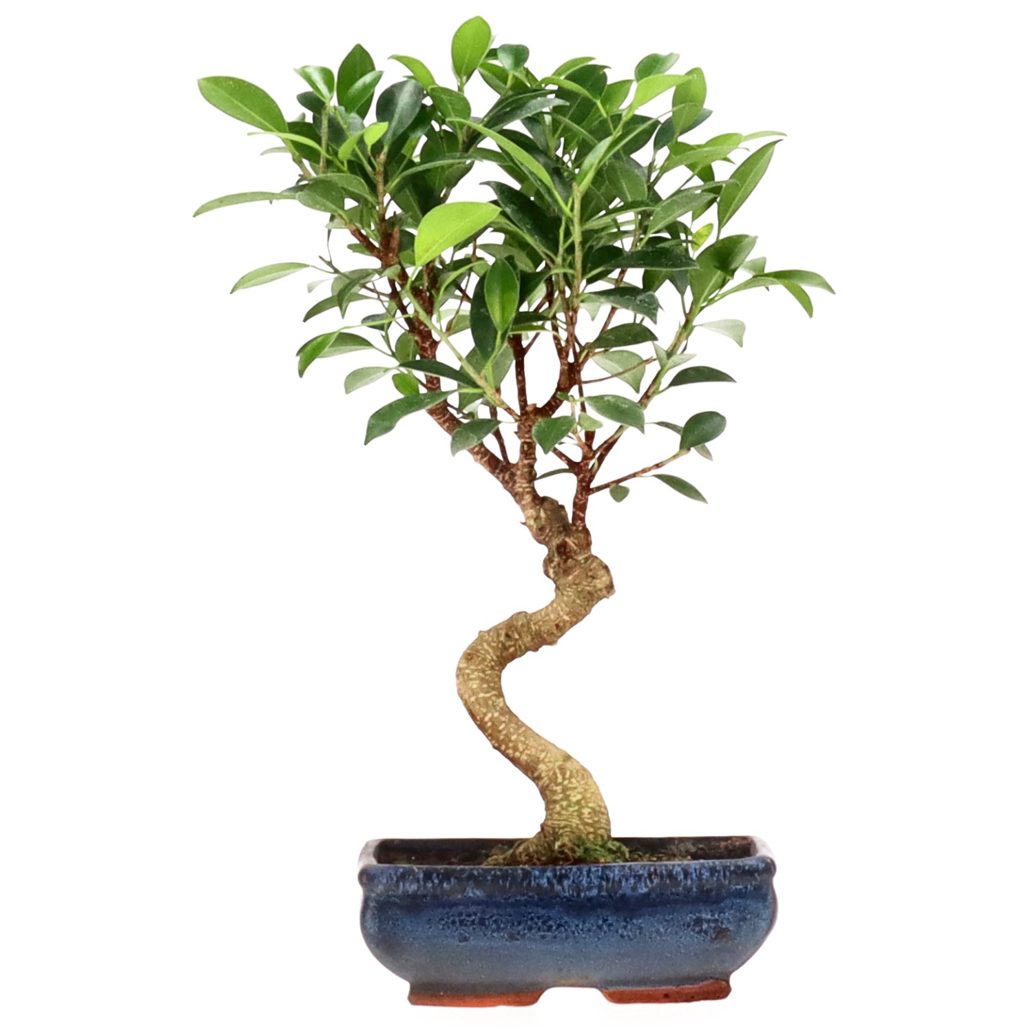 Indian Laurel, approx. 9 y. (33 cm)