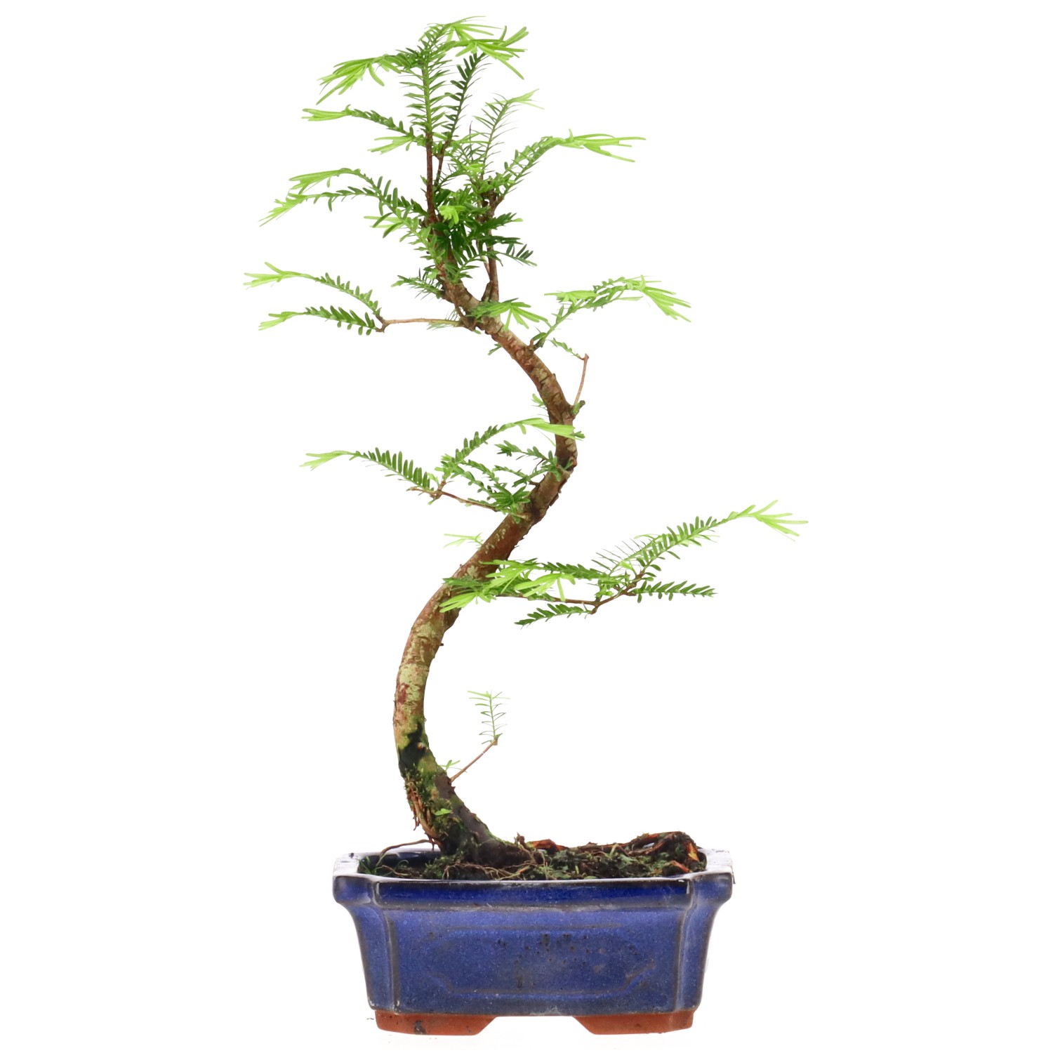 Metasequoia glyptostroboides, env. 5 ans (28 cm)