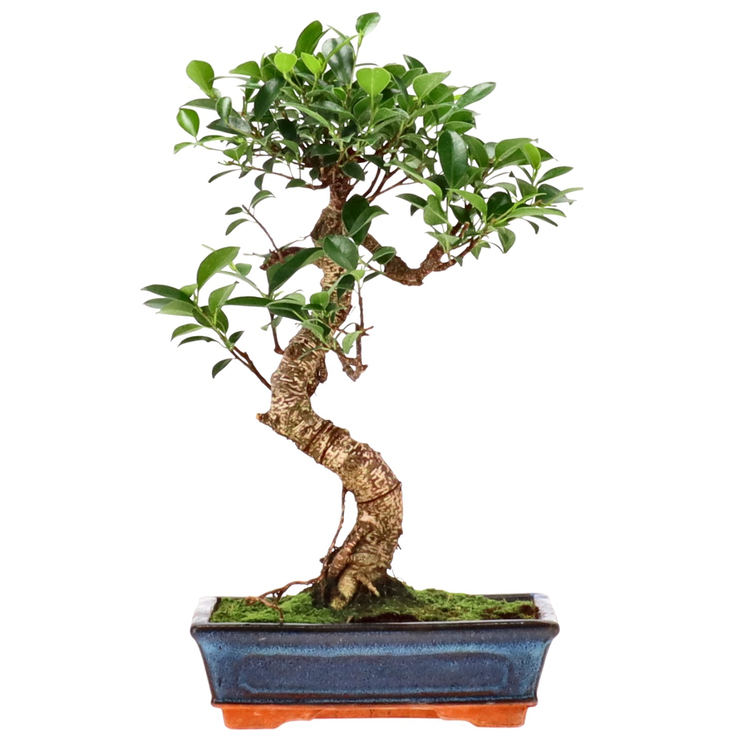 Indian Laurel, approx. 12 y. (38 cm)