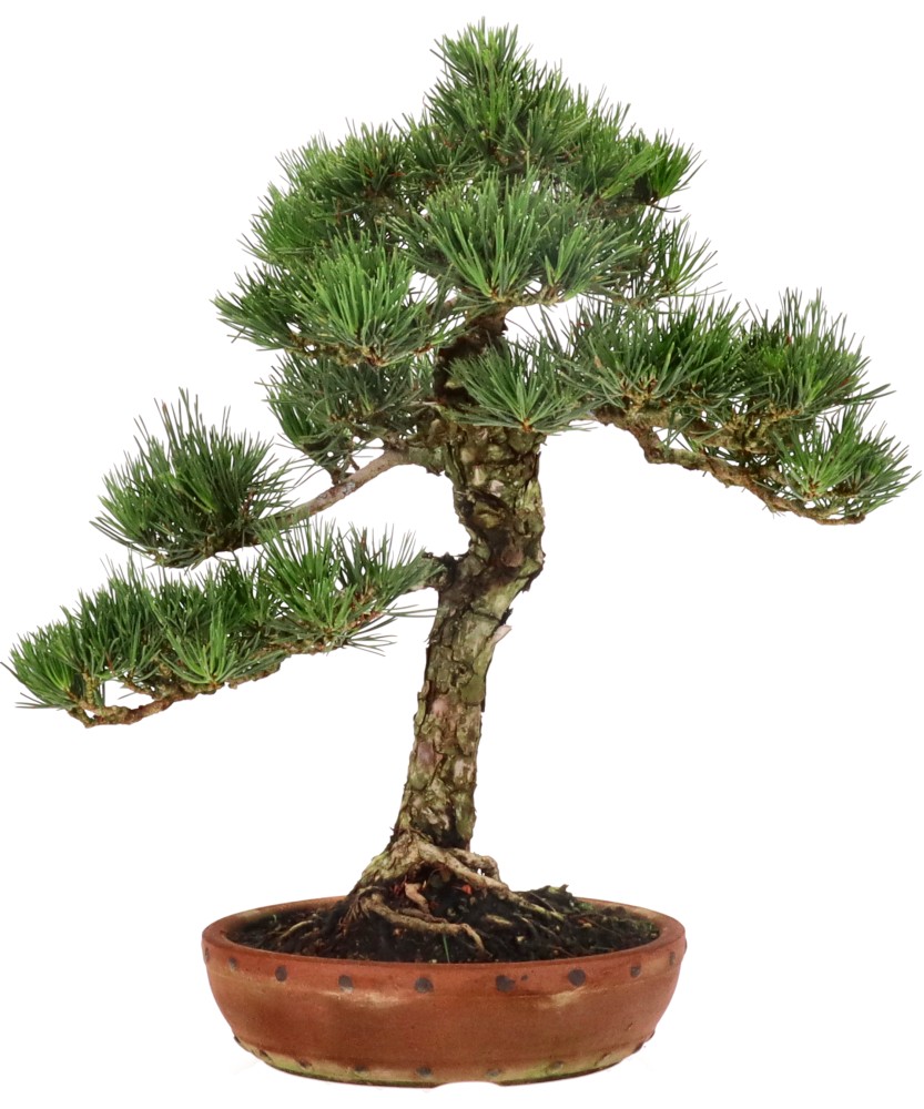 Japanese black pine, approx. 25 y. (44 cm)