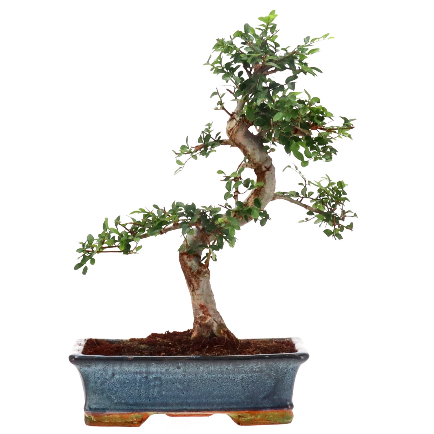 Chinese elm, approx. 16 y. (39 cm)