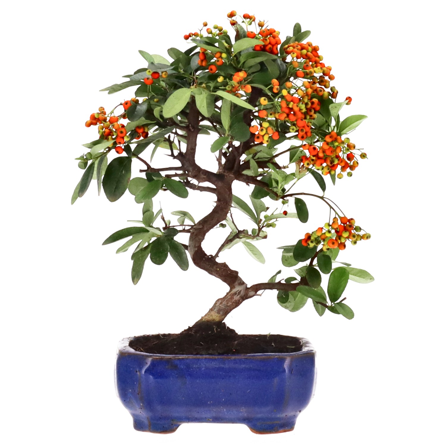 Firethorn, approx. 7 y. (25 cm)