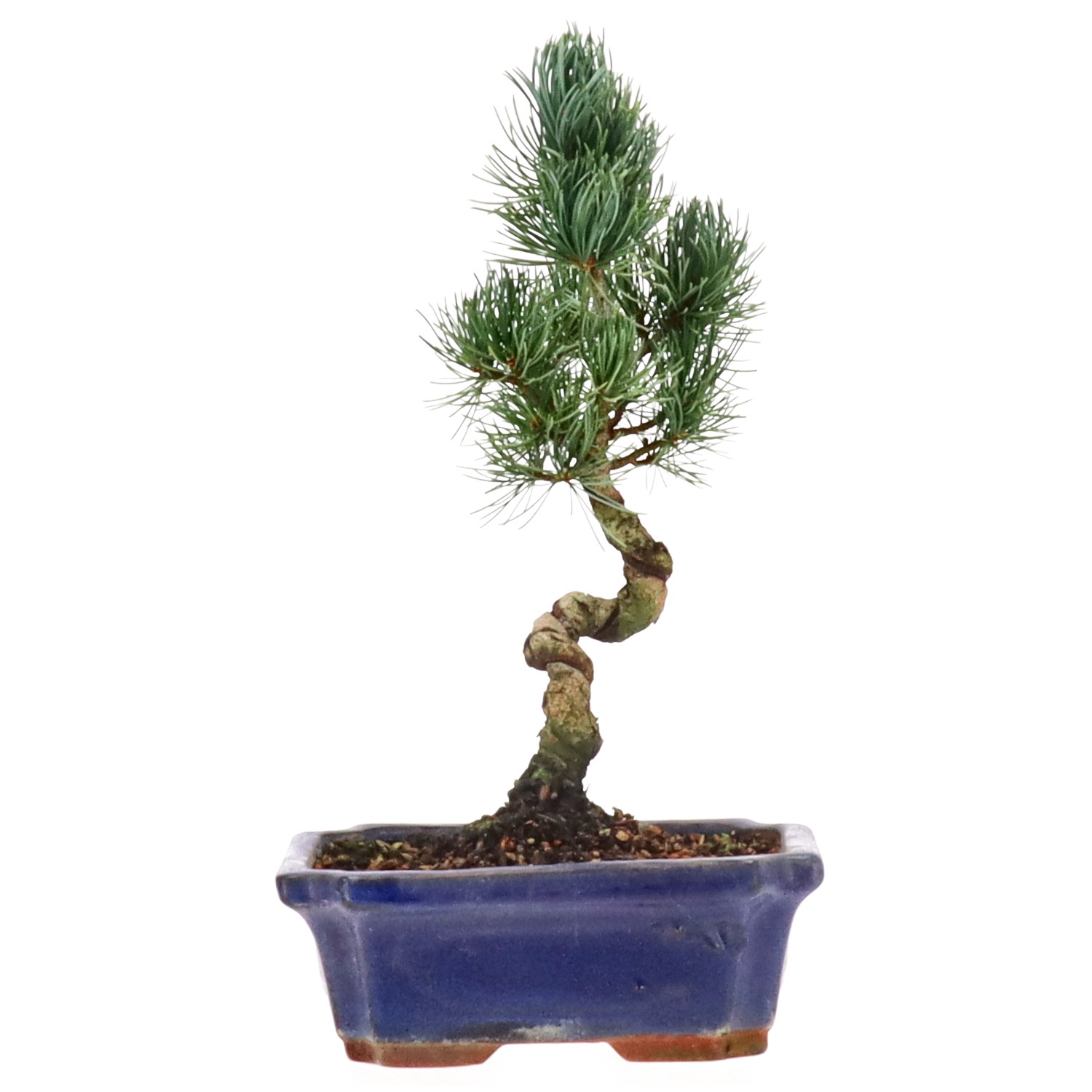 Japanese white pine, approx. 11 y. (27 cm)