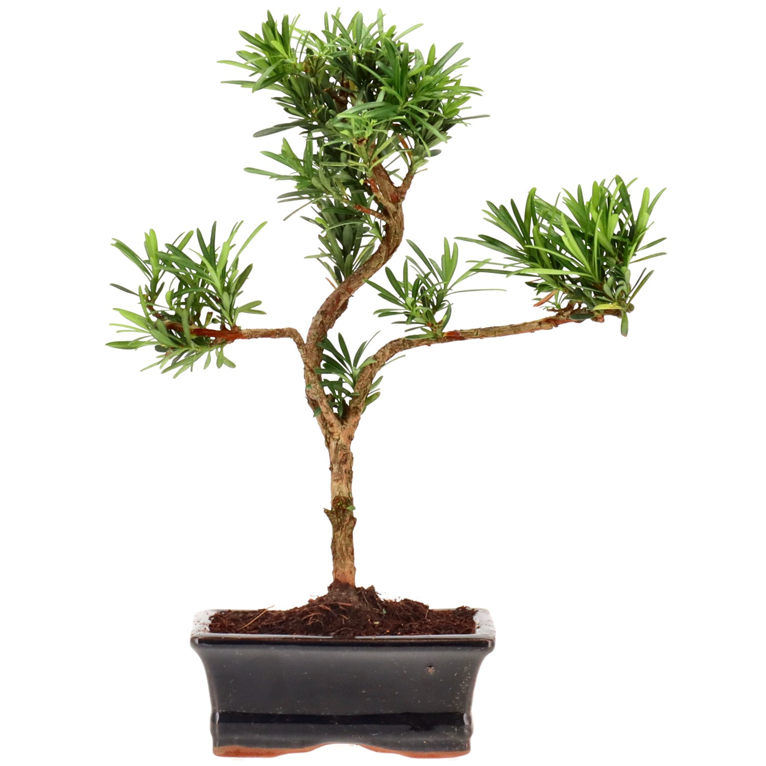 Buddhist pine, approx. 7 y. (28 cm)