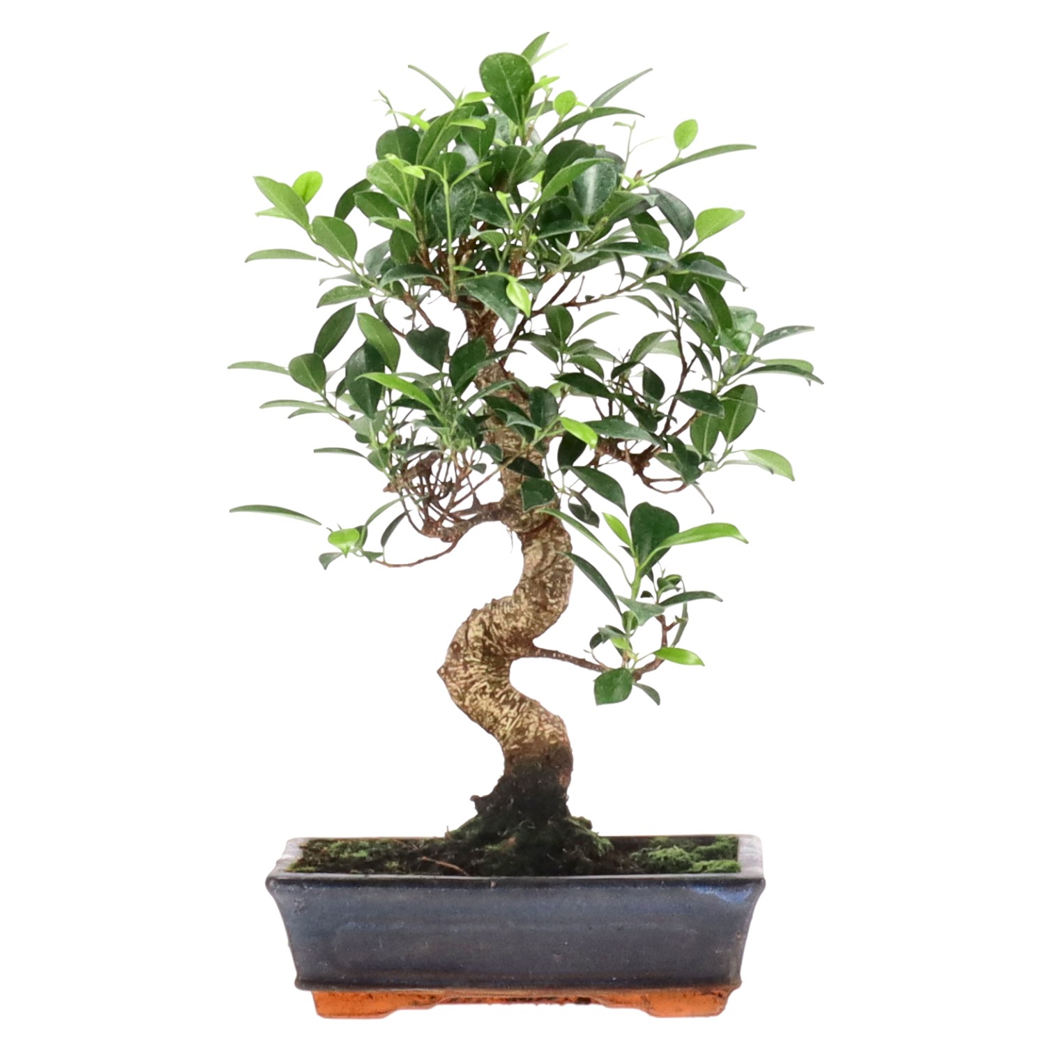 Ficus Retusa, env. 12 ans (40 cm)