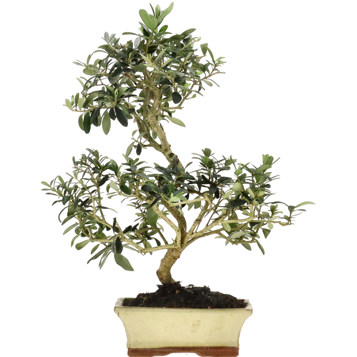 Olive tree, approx. 10 y. (41 cm)