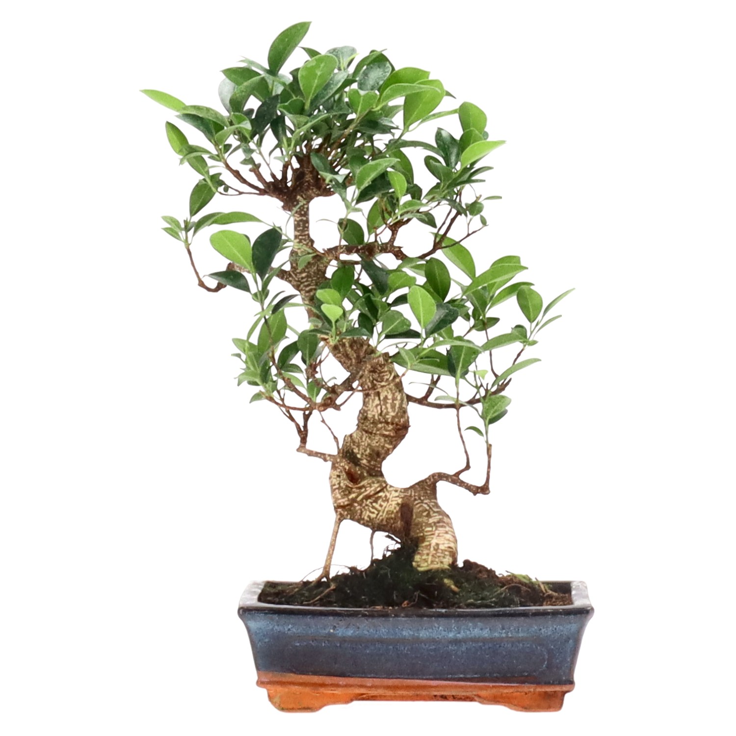 Ficus Retusa, env. 12 ans (36 cm)