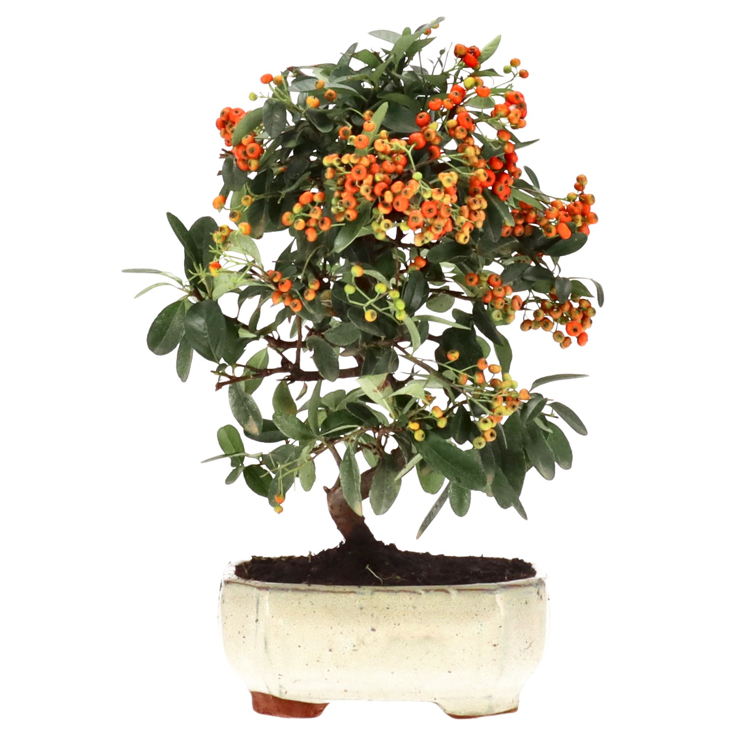 Firethorn, approx. 7 y. (26 cm)