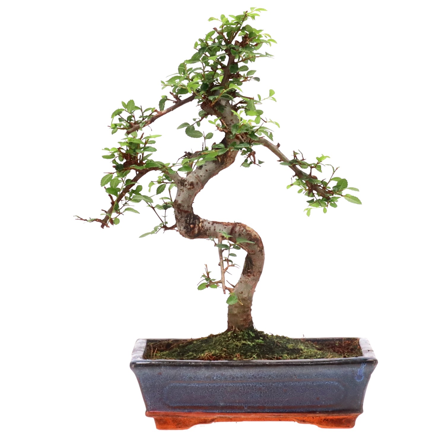 Chinese elm, ca. 12 y. (36 cm)