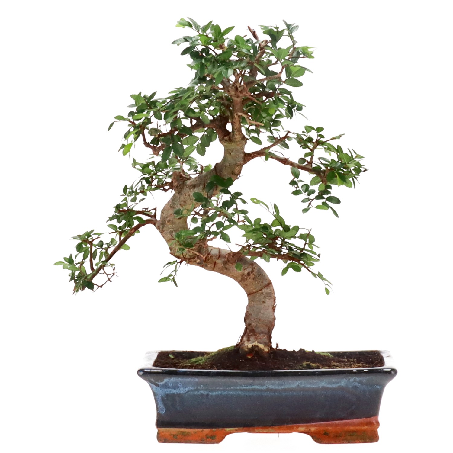 Chinese elm, approx. 16 y. (38 cm)