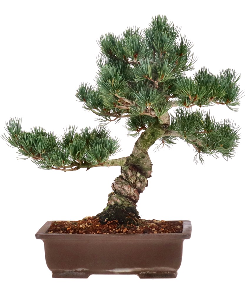 Japanese white pine, approx. 20 y. (36 cm)