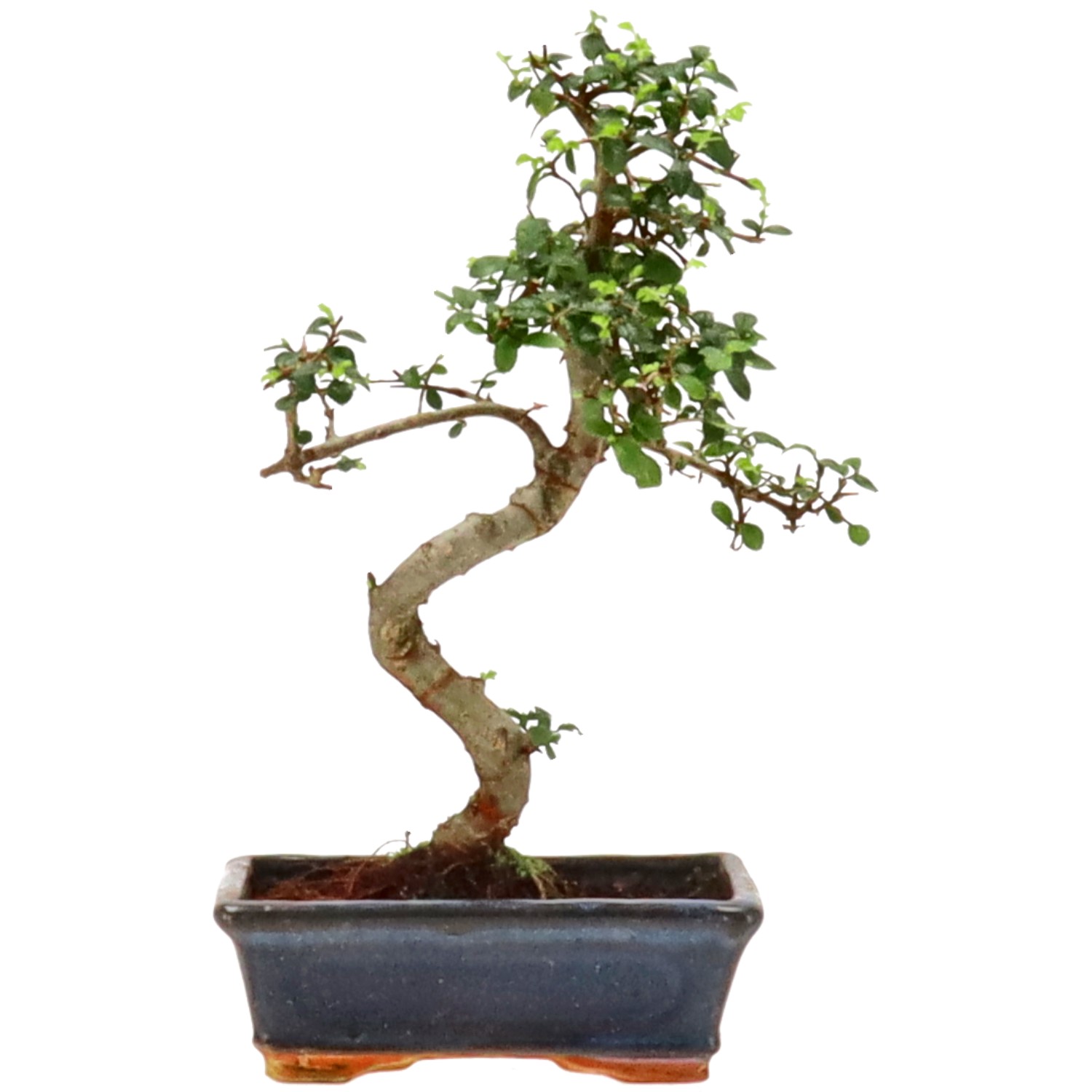 Chinese elm, approx. 9 y. (30 cm)