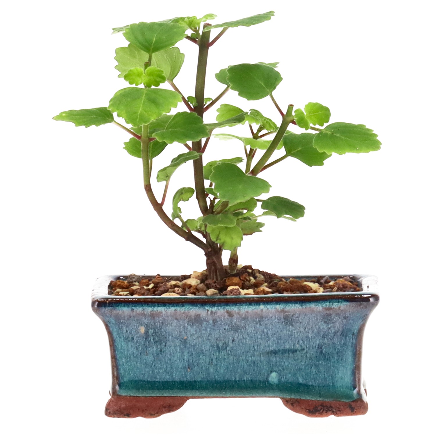 Bonsai mint / Bonsai spurflower, approx. 1 y. (12 cm)