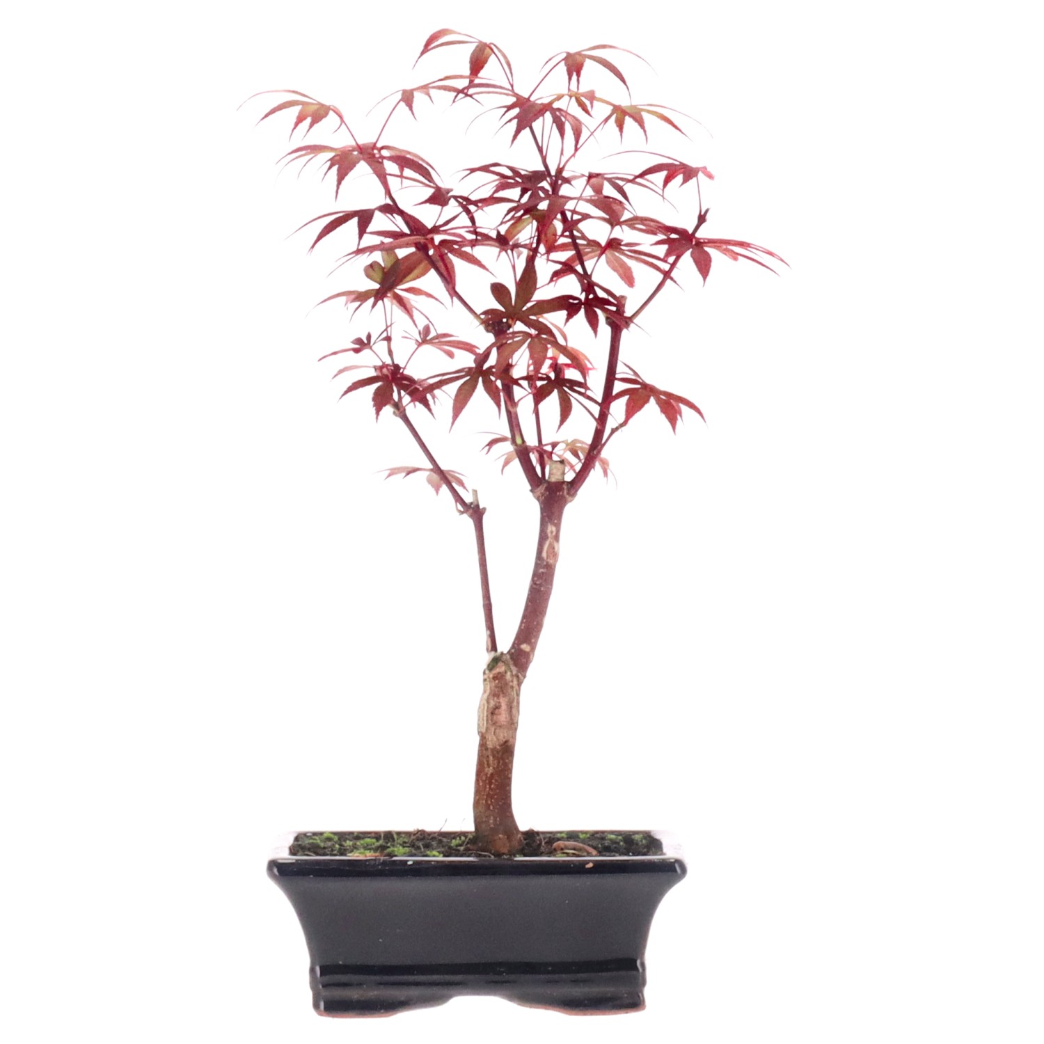 Acero rosso giapponese, ca. 7 anni (27 cm)