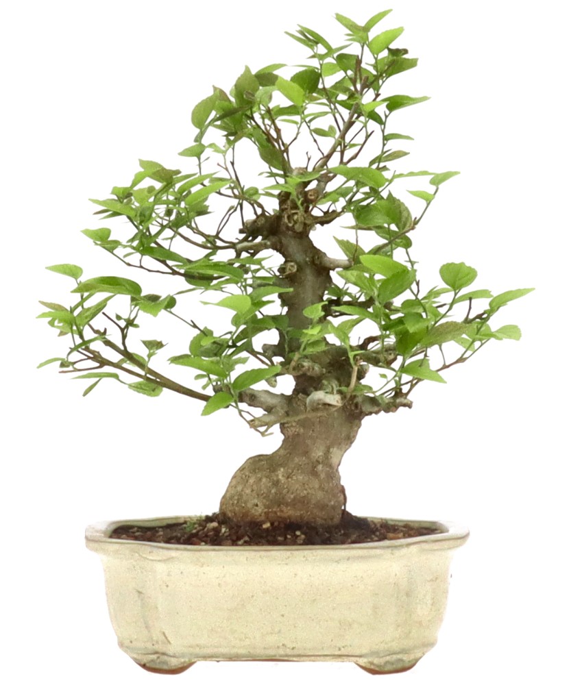 Zürgelbaum, ca. 25 Jahre (25 cm)