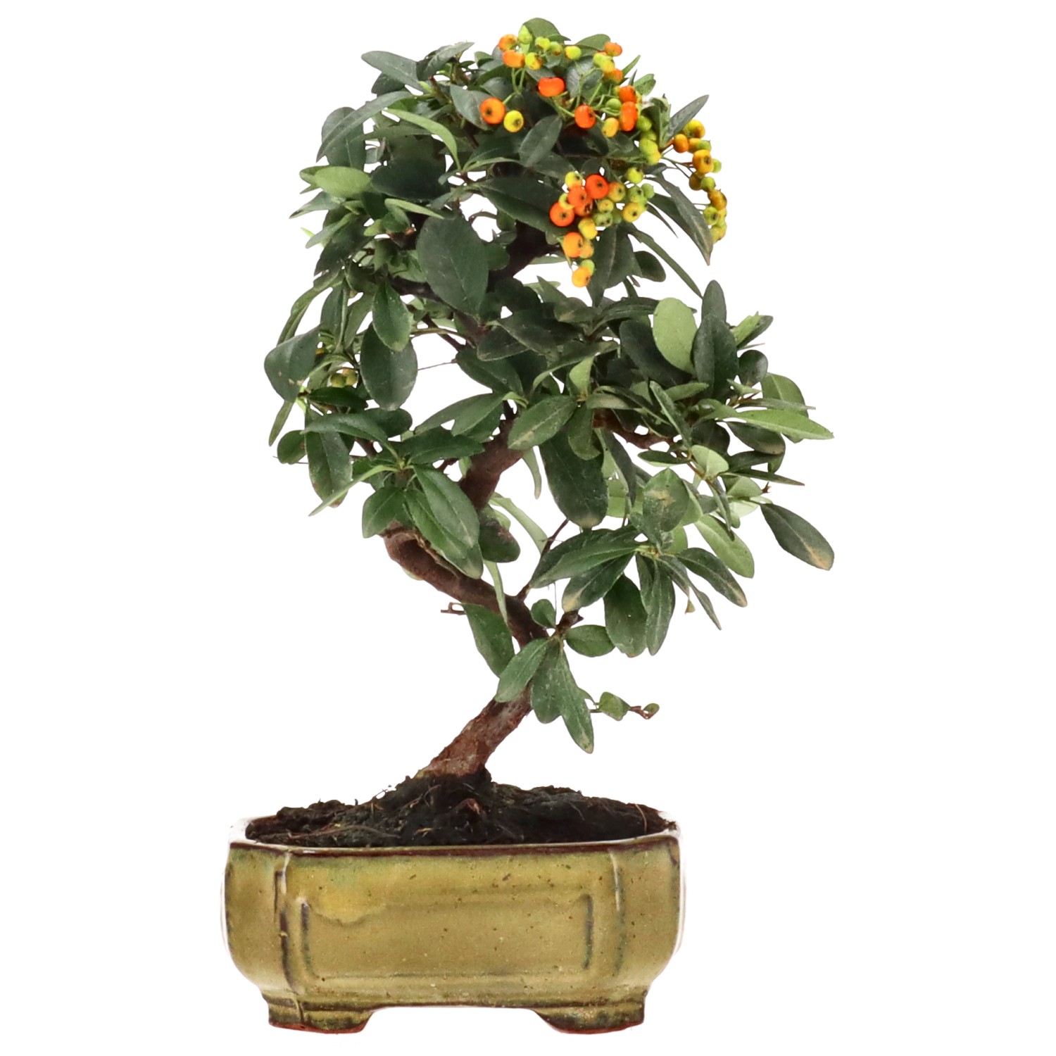 Firethorn, approx. 7 y. (26 cm)