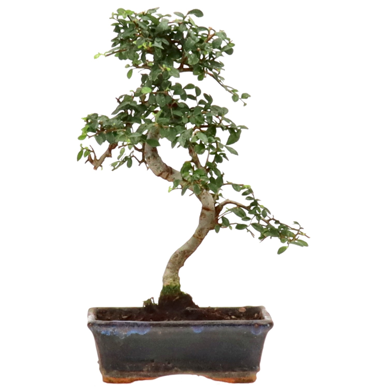 Chinese elm, approx. 9 y. (31 cm)