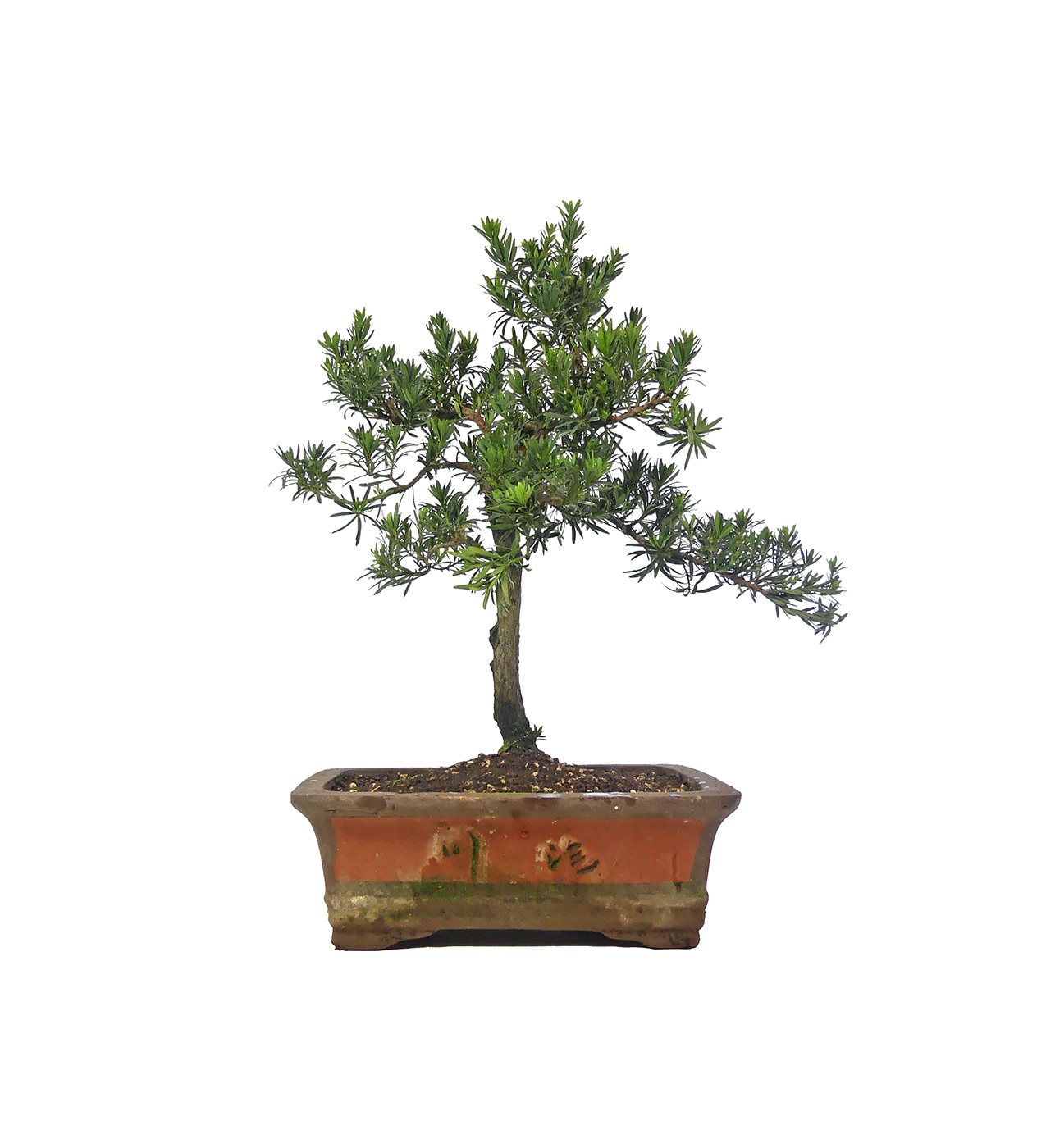 Buddhist pine, ca. 15 jaar (54 cm)