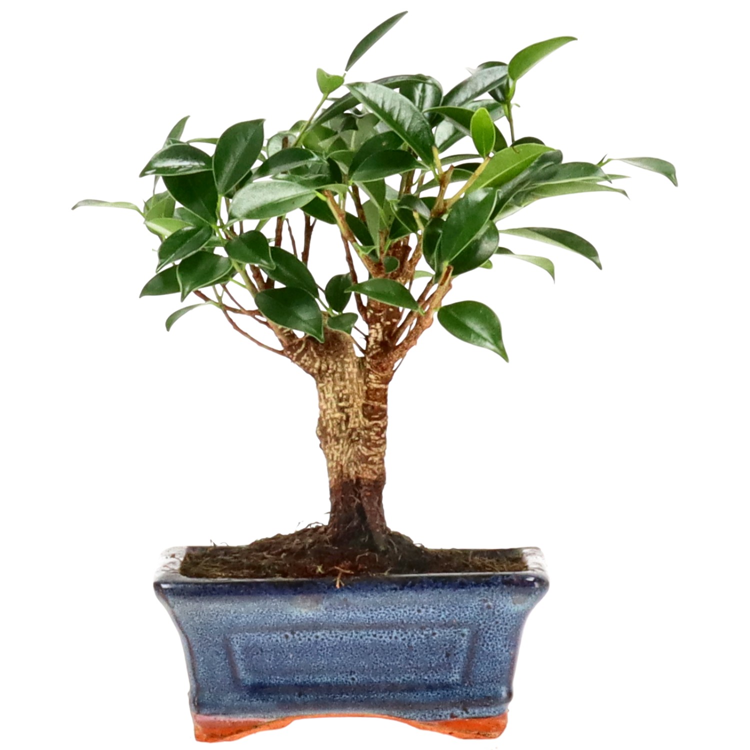 Indian Laurel, approx. 8 y. (19 cm)