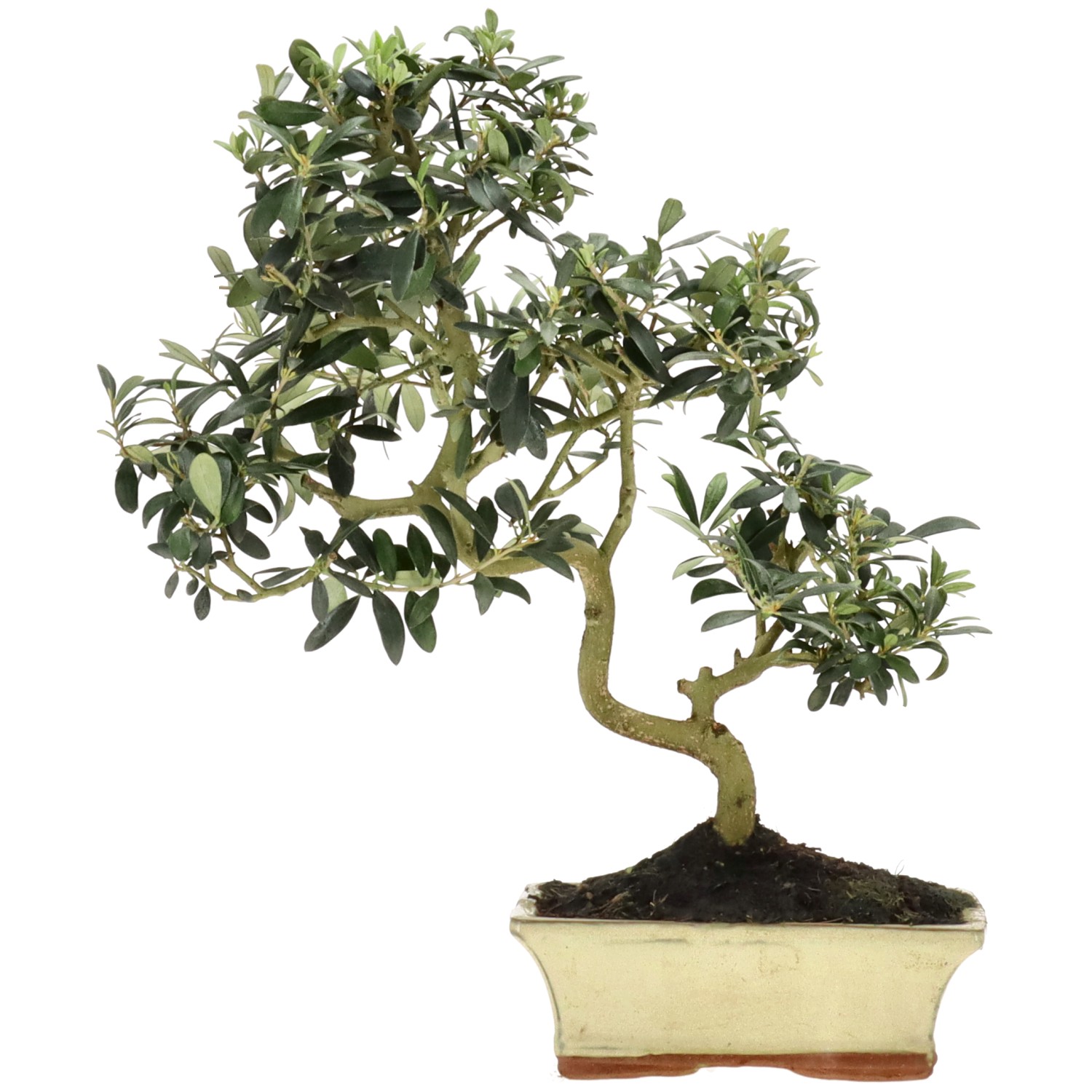 Olive tree, approx. 10 y. (38 cm)