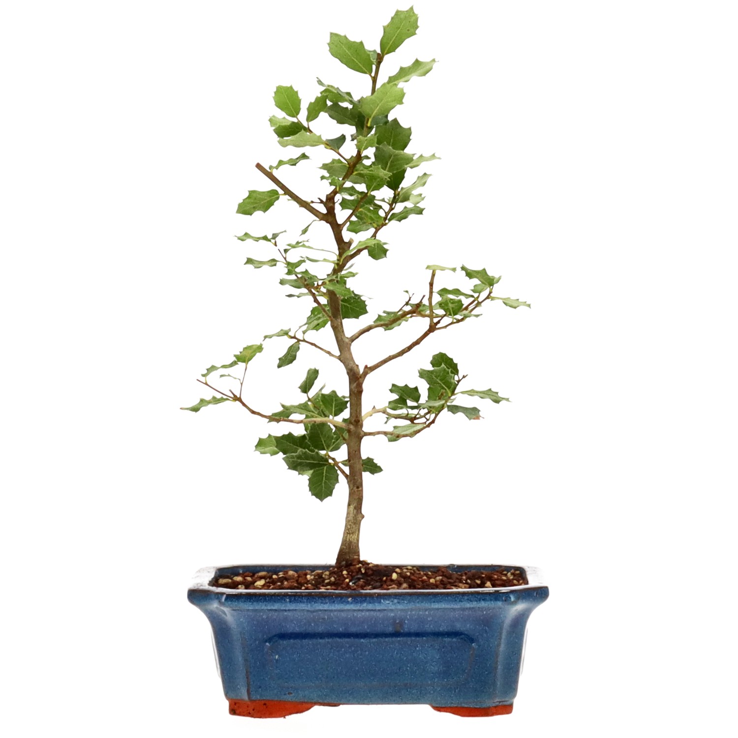 Quercus ilex, ca. 6 anni (32 cm)