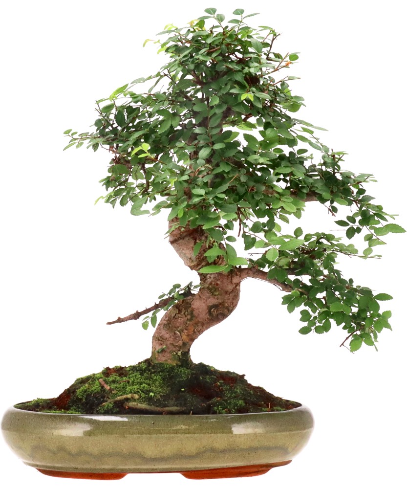 Chinese elm, approx. 20 y. (47 cm)