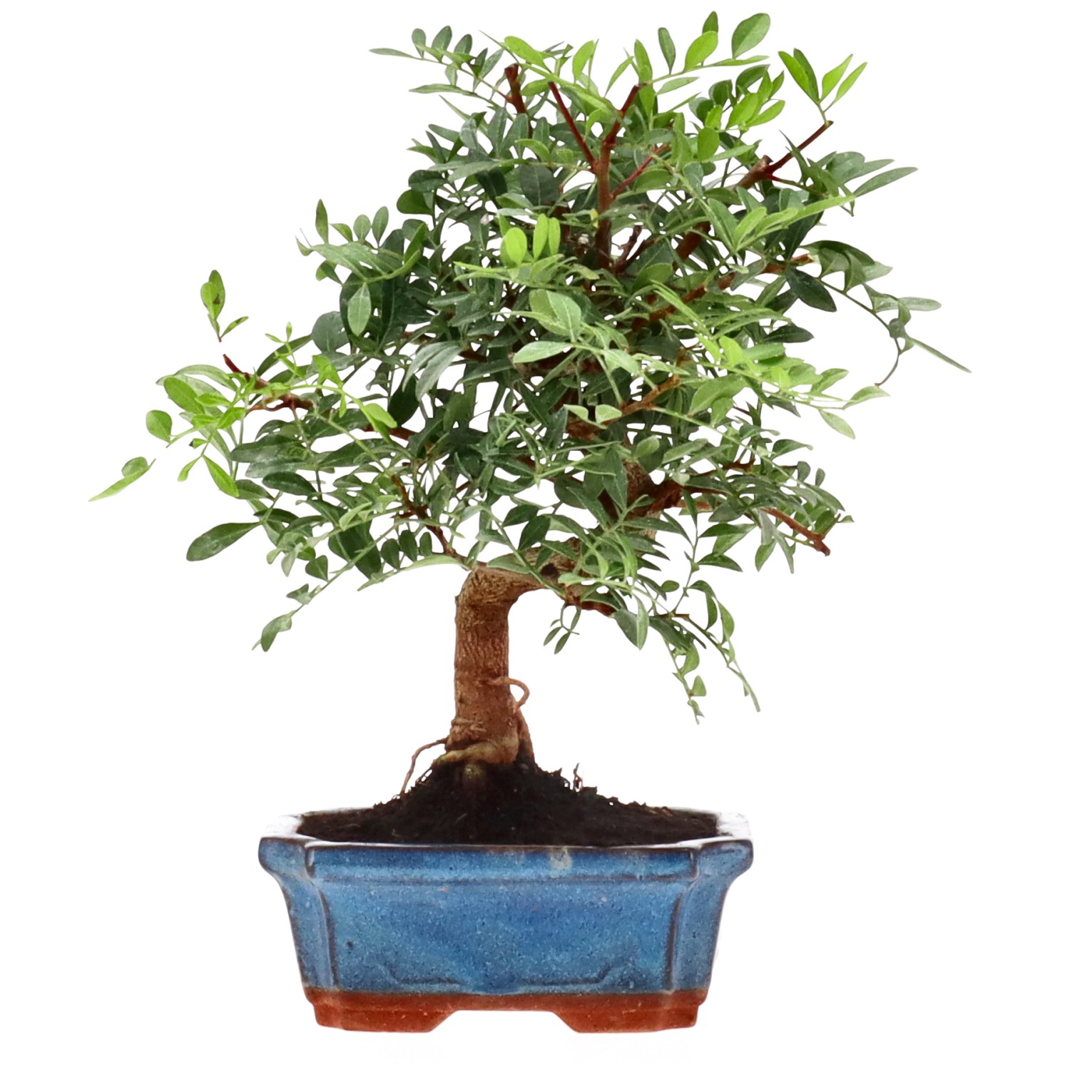 Pistacia vera, ca. 7 anni (25 cm)