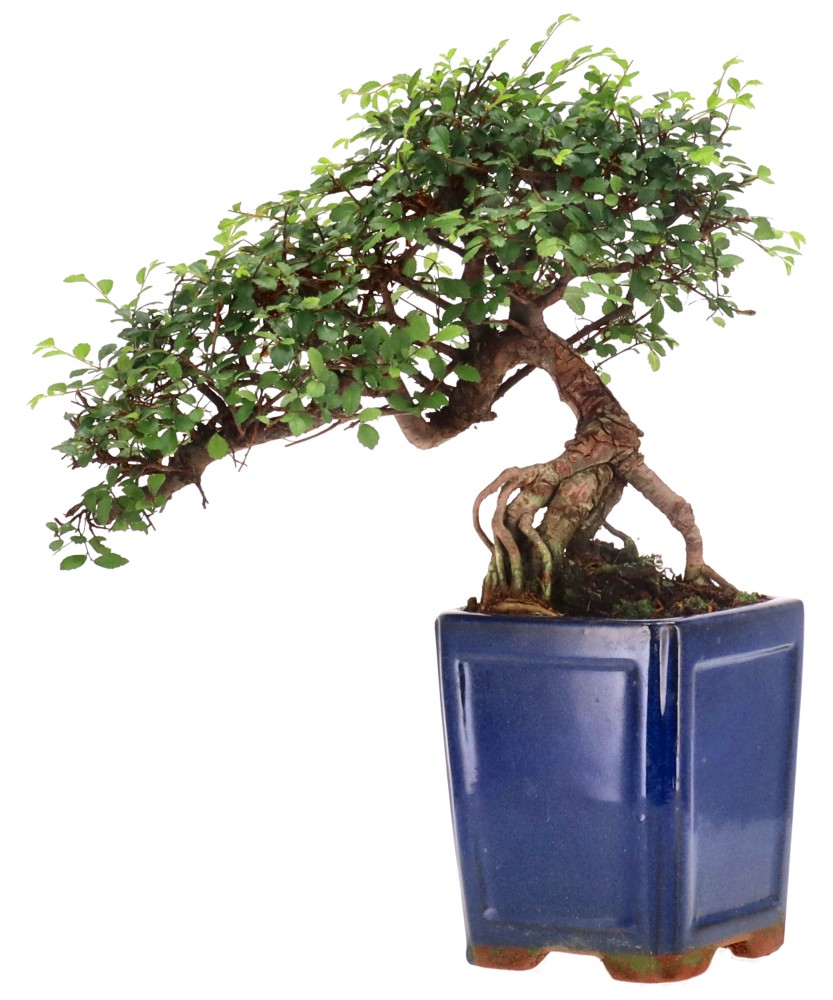 Chinese elm, approx. 12 y. (27 cm)