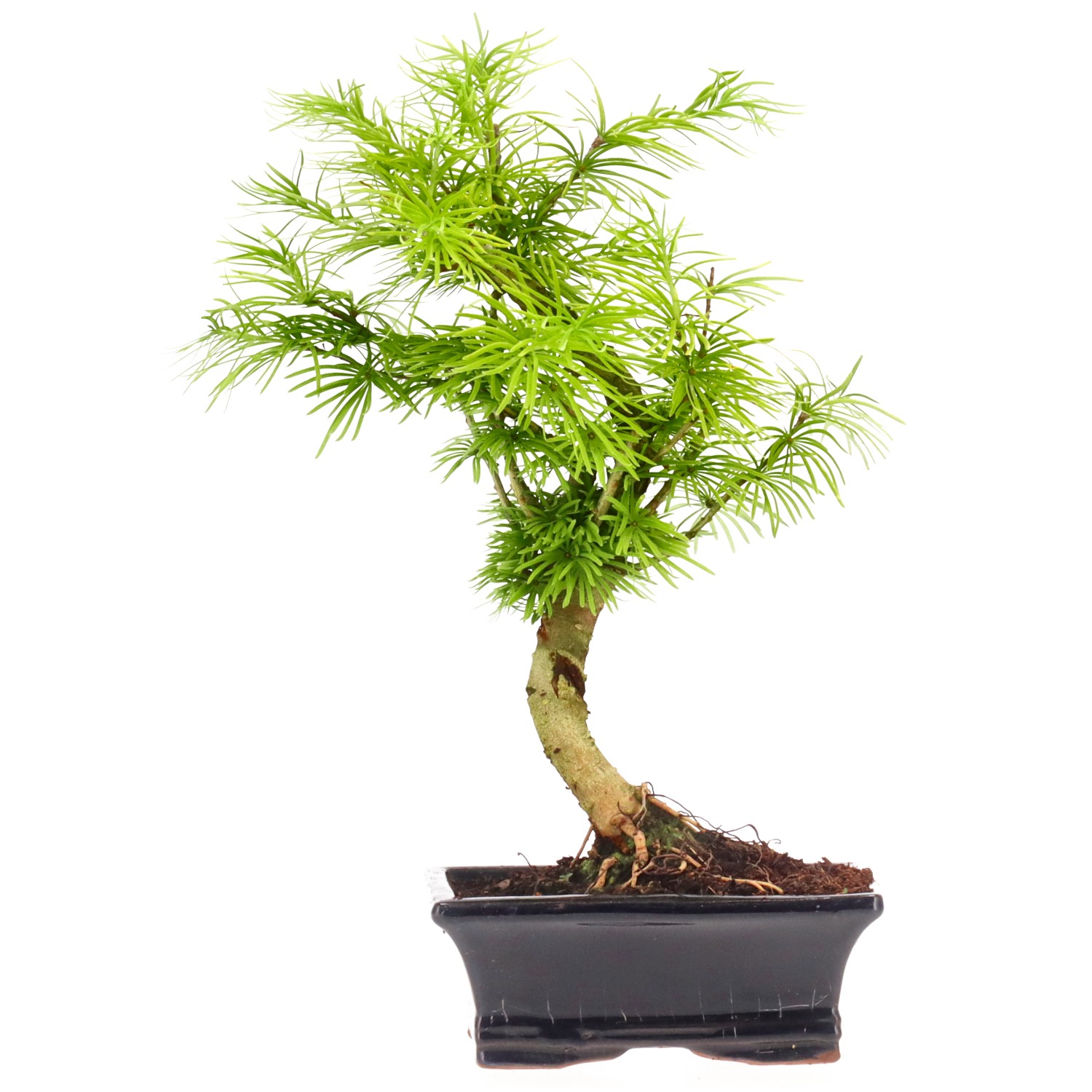 Golden Larch, approx. 7 y. (28 cm)