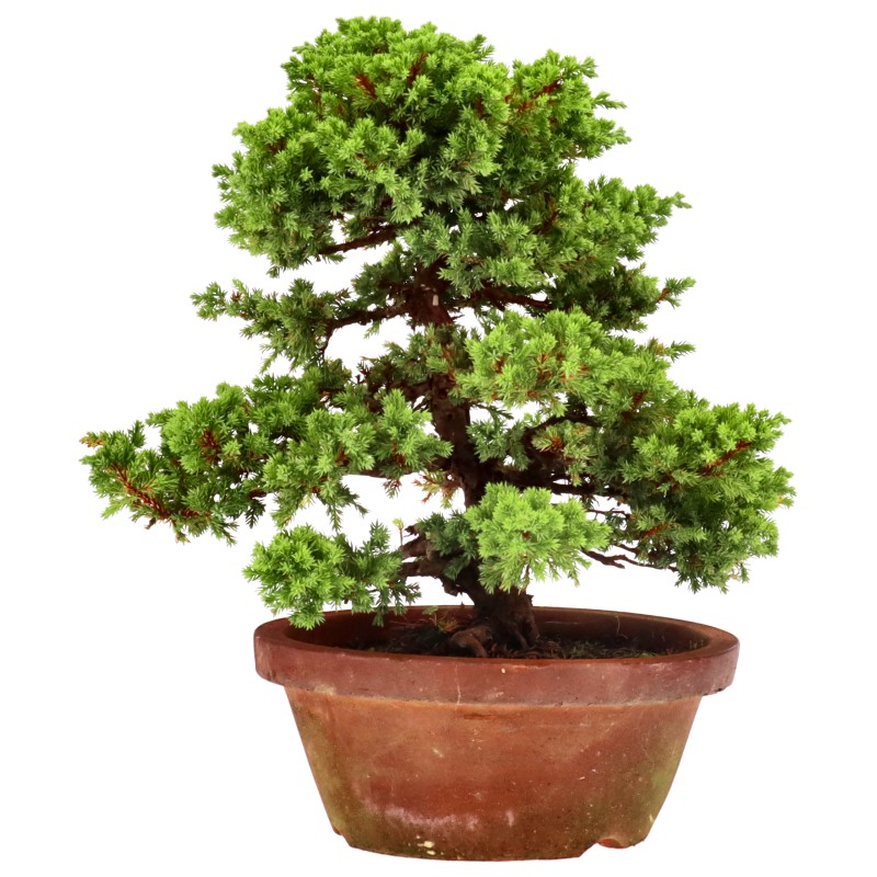 Juniperus procumbens Nana, env. 18 ans (35 cm)