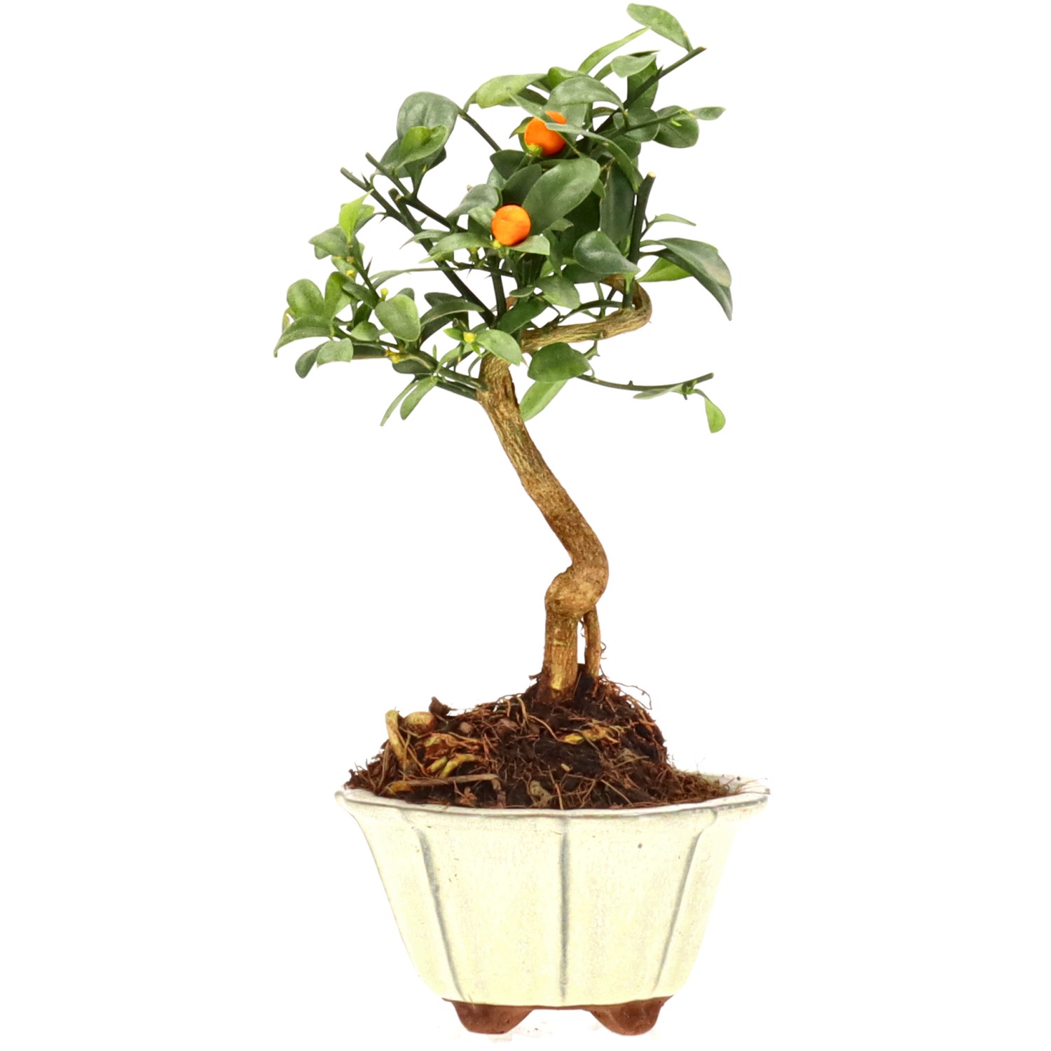 Chinotto, env. 7 ans (23 cm)