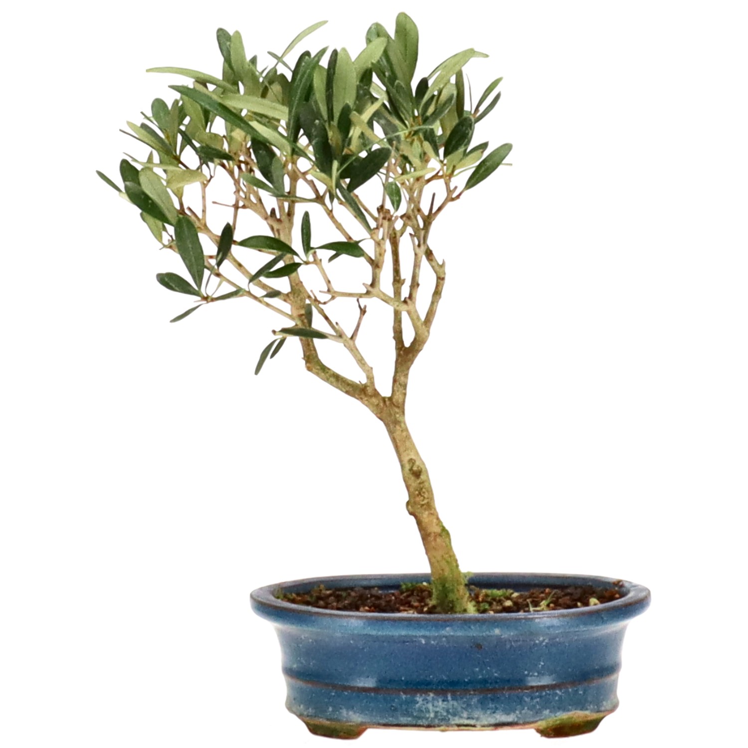 Olive tree, approx. 7 y. (27 cm)