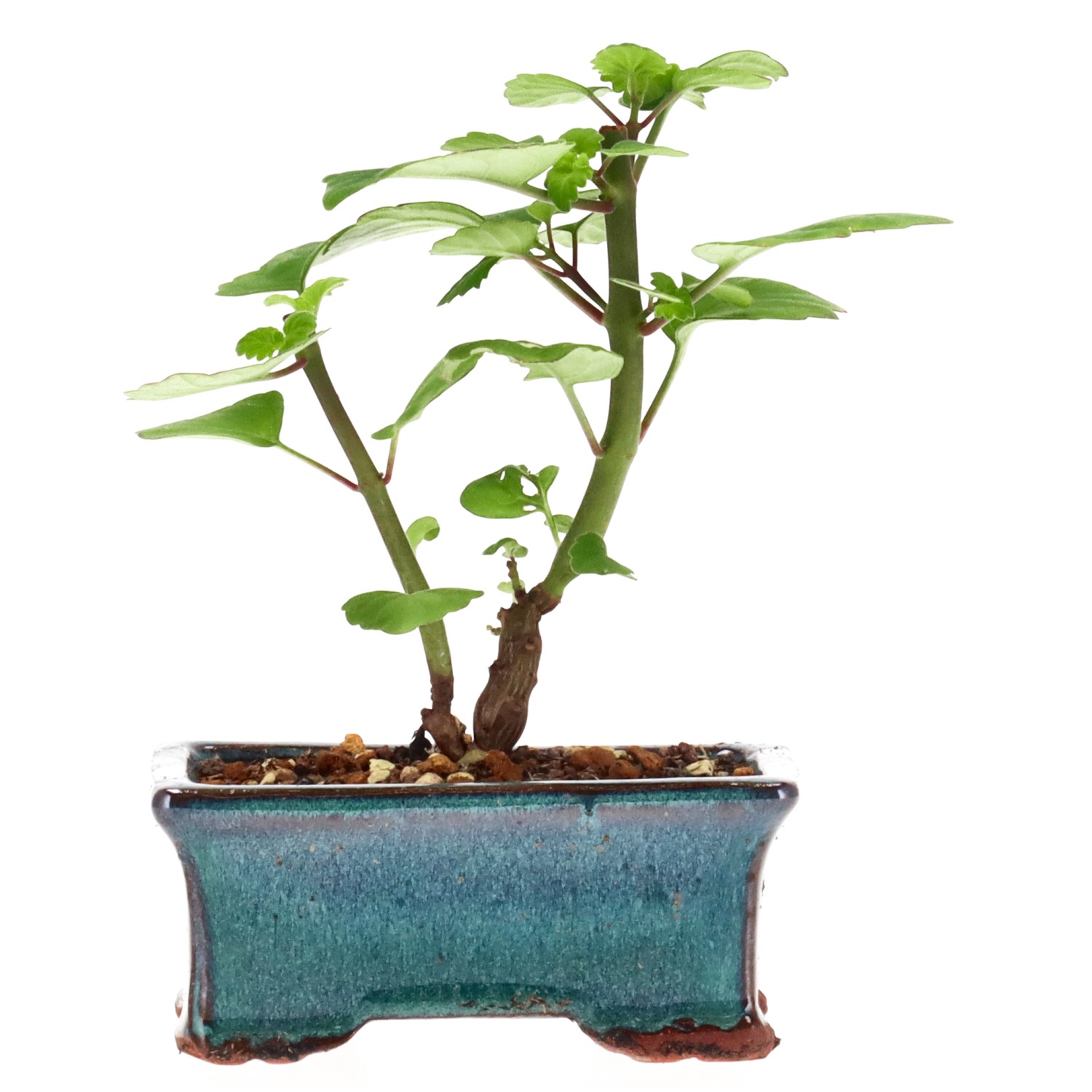 Bonsai mint / Bonsai spurflower, approx. 1 y. (14 cm)