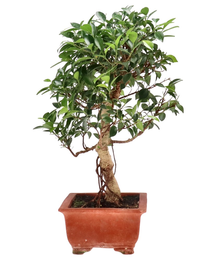 Ficus Retusa, env. 16 ans (52 cm)