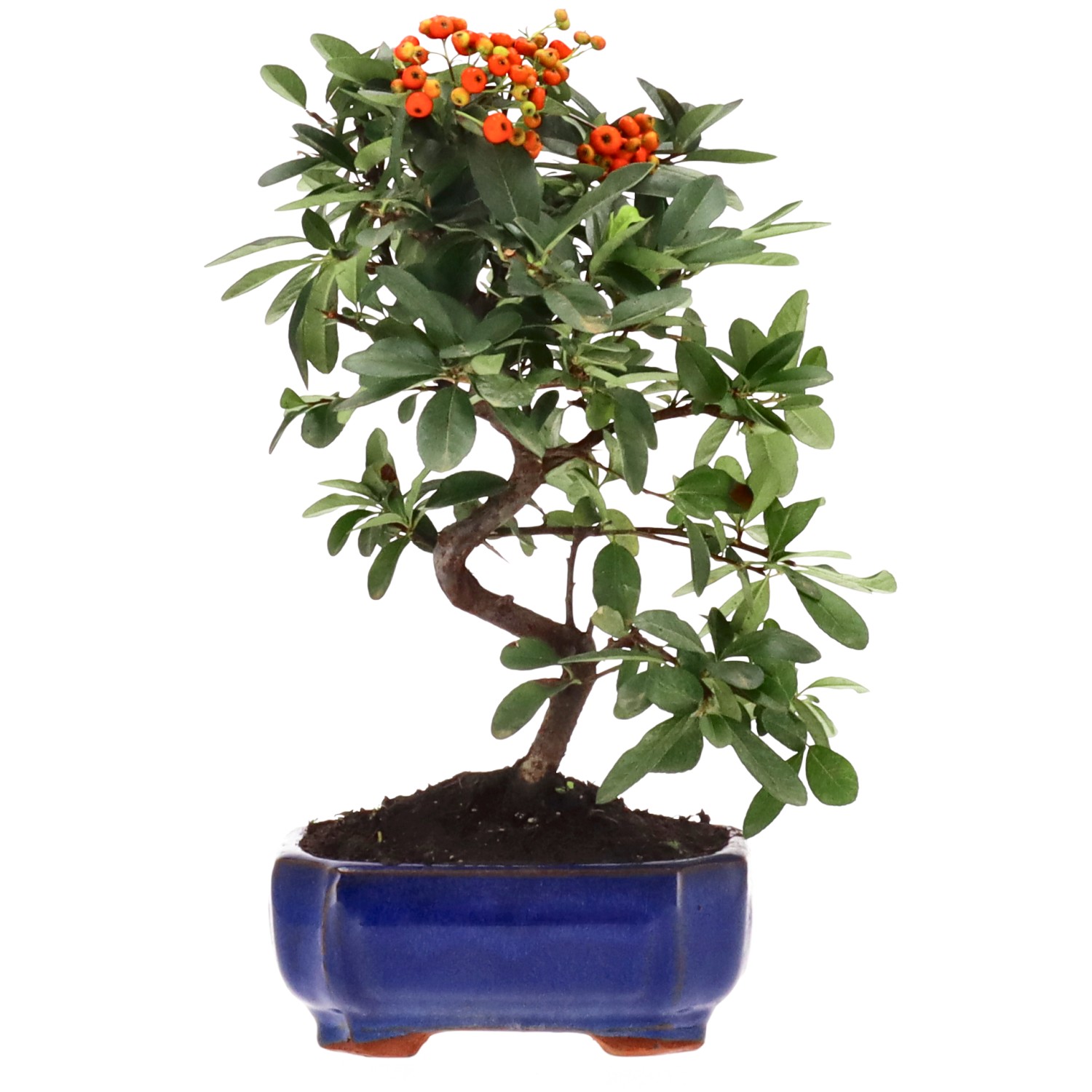 Firethorn, approx. 7 y. (26 cm)