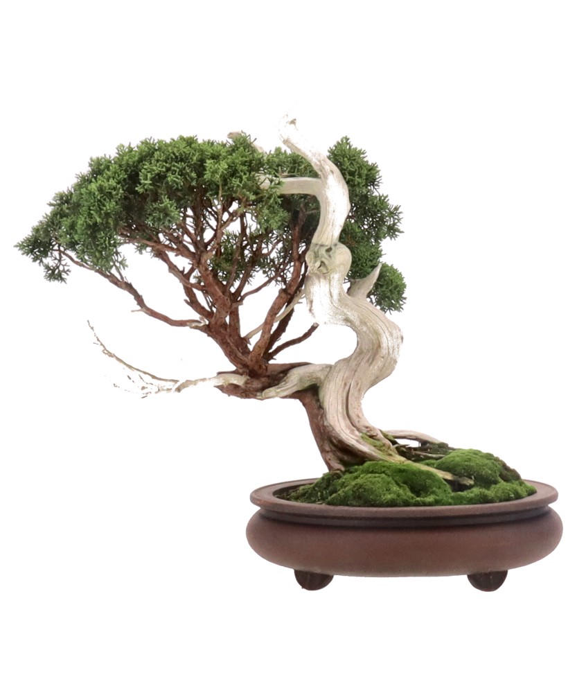 Chinese juniper, approx. 30 y. (38 cm)