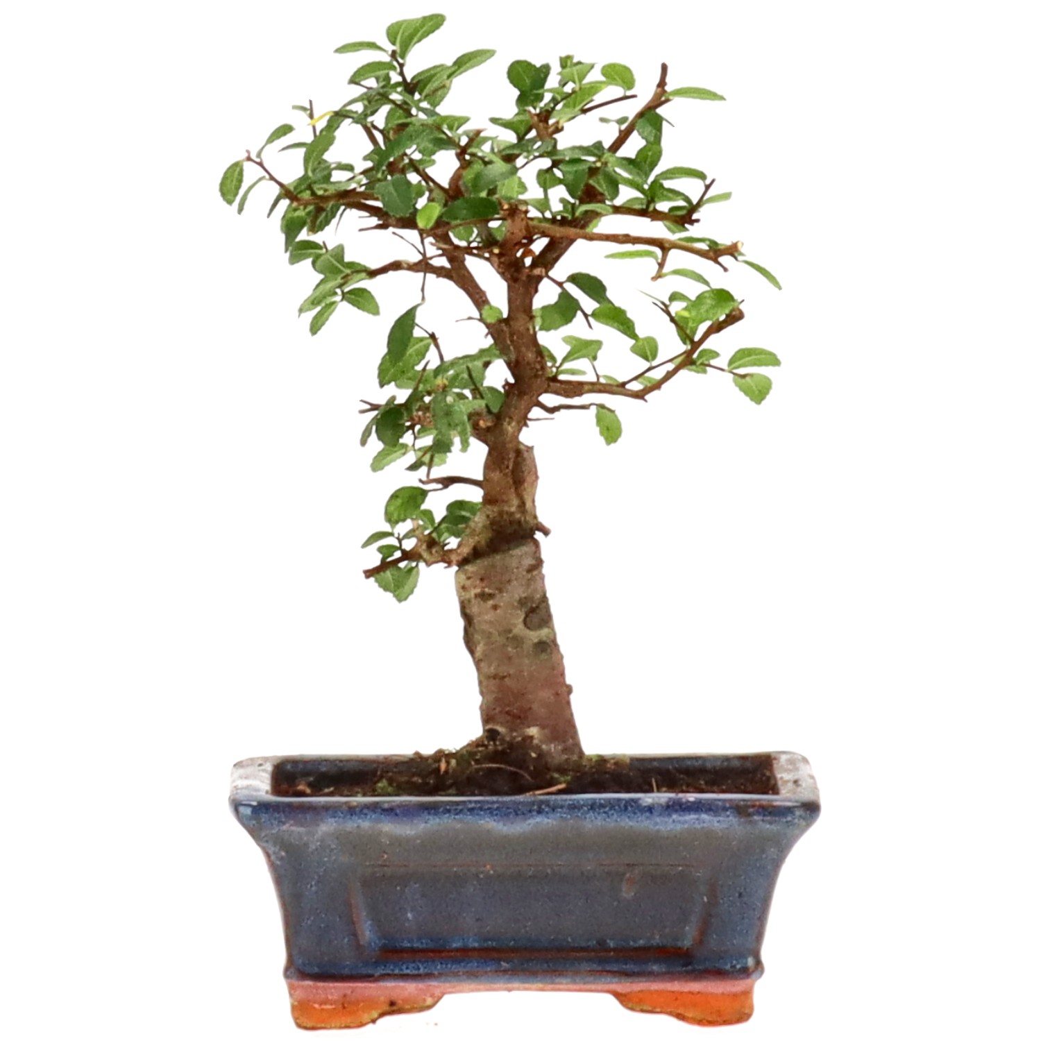 Chinese elm, approx. 8 y. (20 cm)