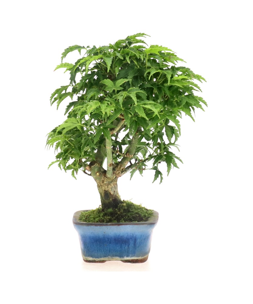 Acer palm. Shishigashira, env. 18 ans (19 cm)